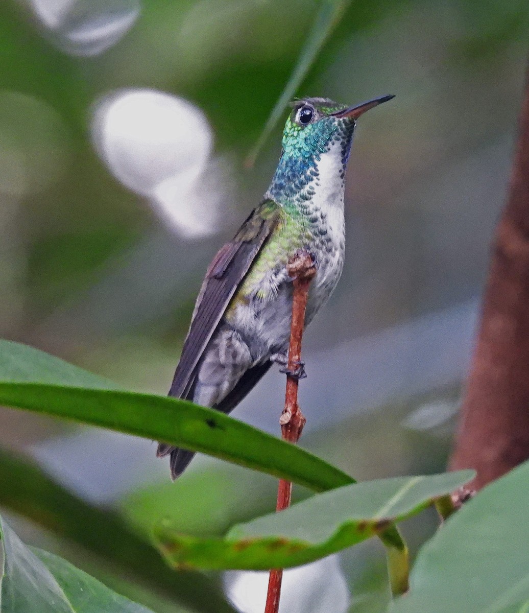 Versicolored Emerald - Hugo Hulsberg