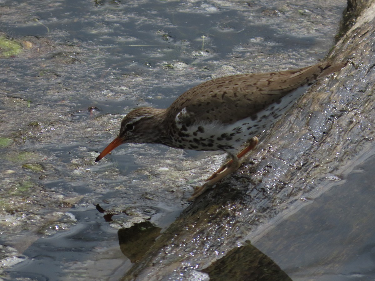 Spotted Sandpiper - ML618970359