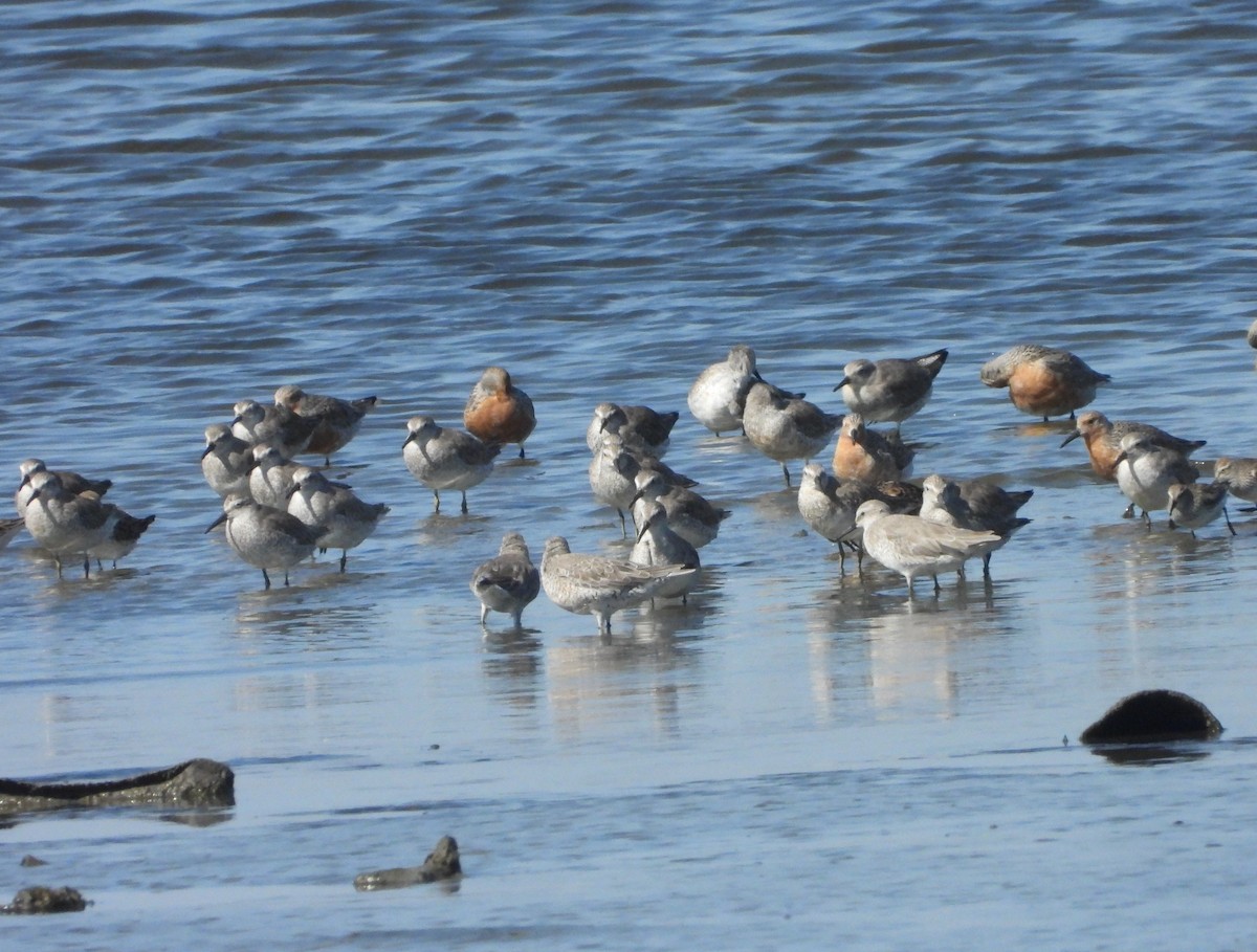 Red Knot - Marcello Coimbra