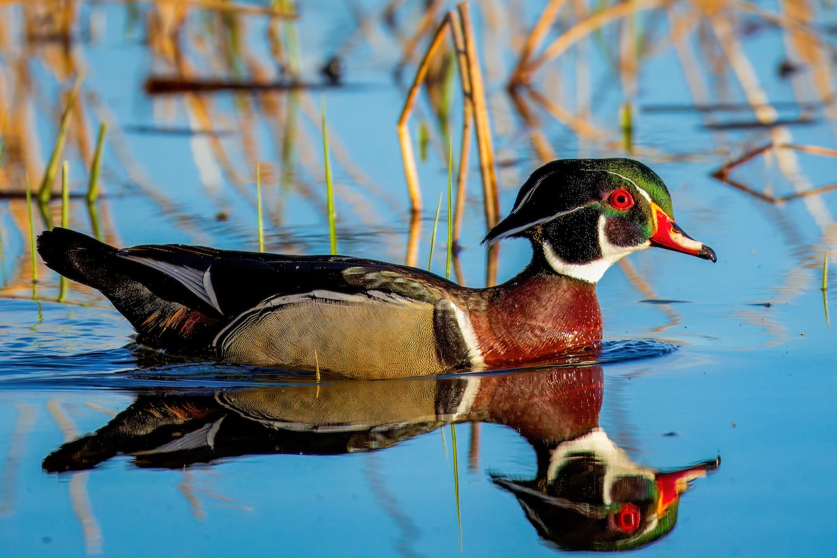 Wood Duck - Neil Wiken