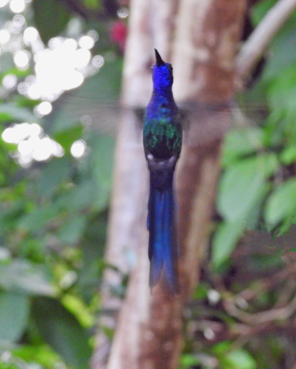 Swallow-tailed Hummingbird - ML618970386