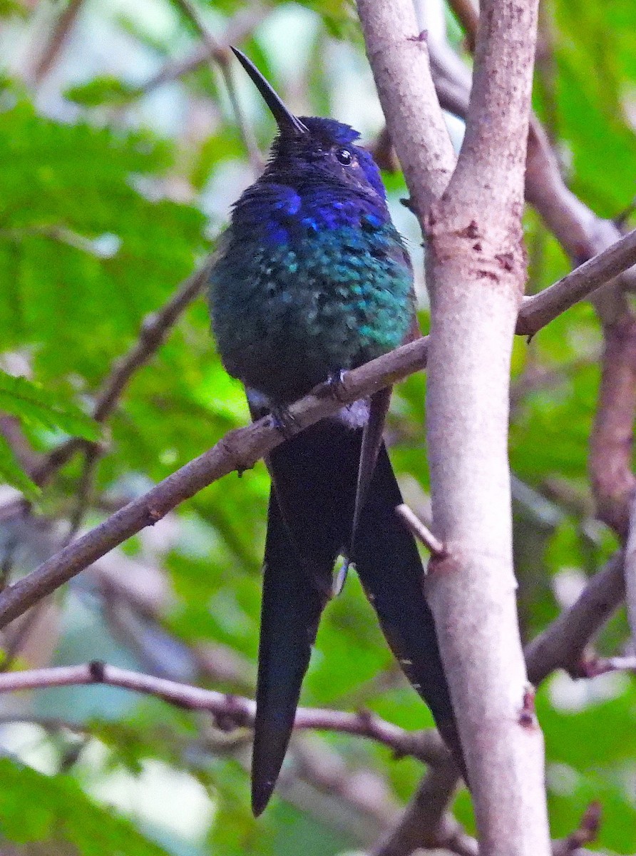 Swallow-tailed Hummingbird - ML618970387