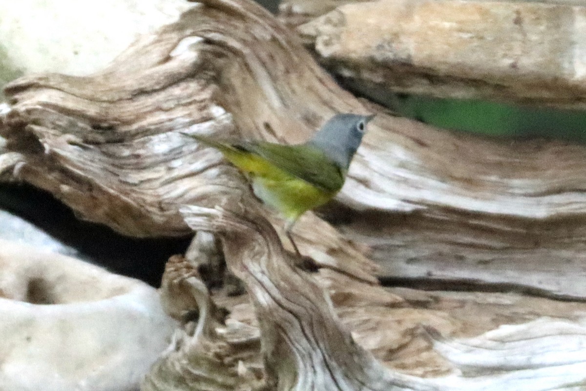 Nashville Warbler - ML618970403