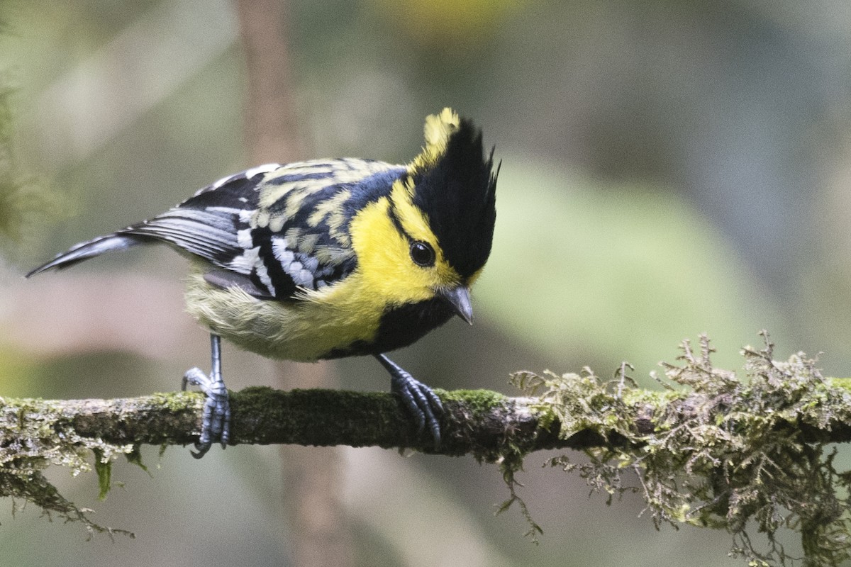 Yellow-cheeked Tit - ML618970416