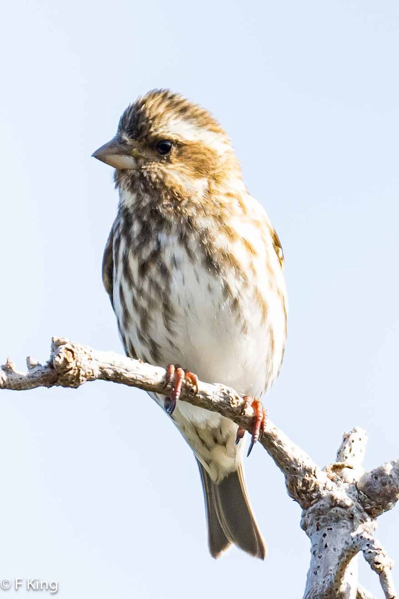 Purple Finch - Frank King