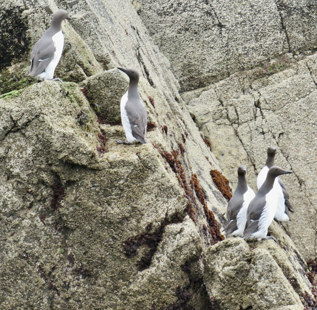 Common Murre - Sally Bergquist