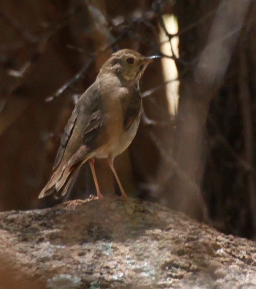 Hermit Thrush - Ken Lamberton