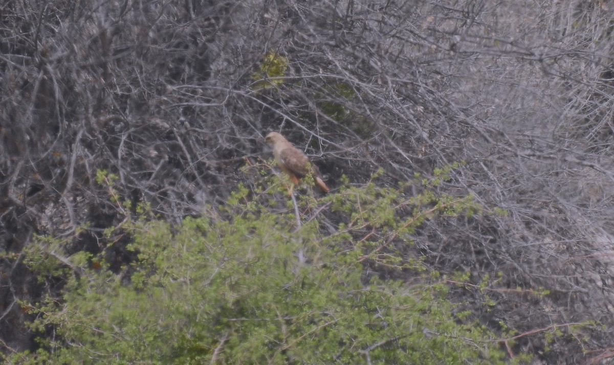 Long-legged Buzzard - Marta Cuesta Fernández