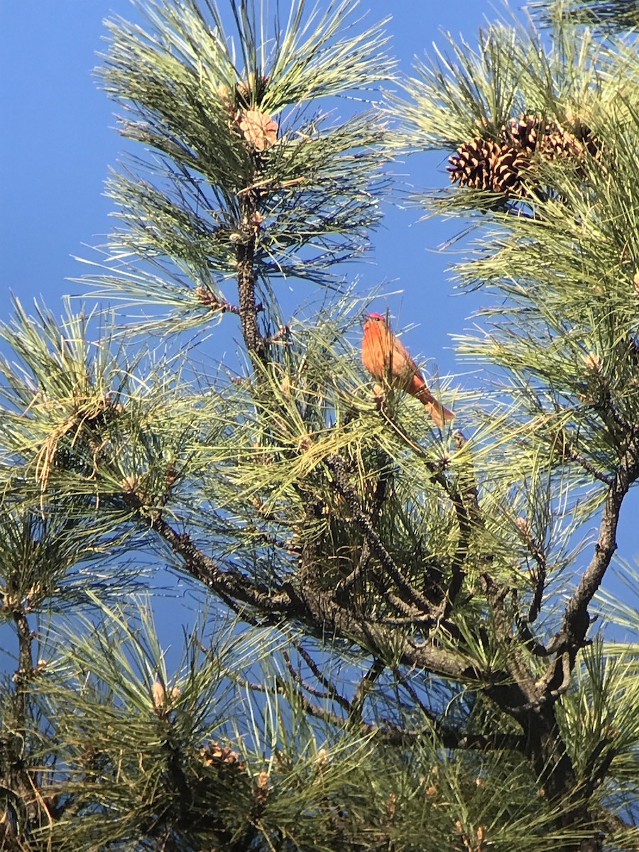 Hepatic Tanager - Scott Somershoe