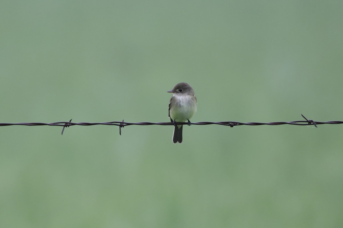 Willow Flycatcher - Drew Allen