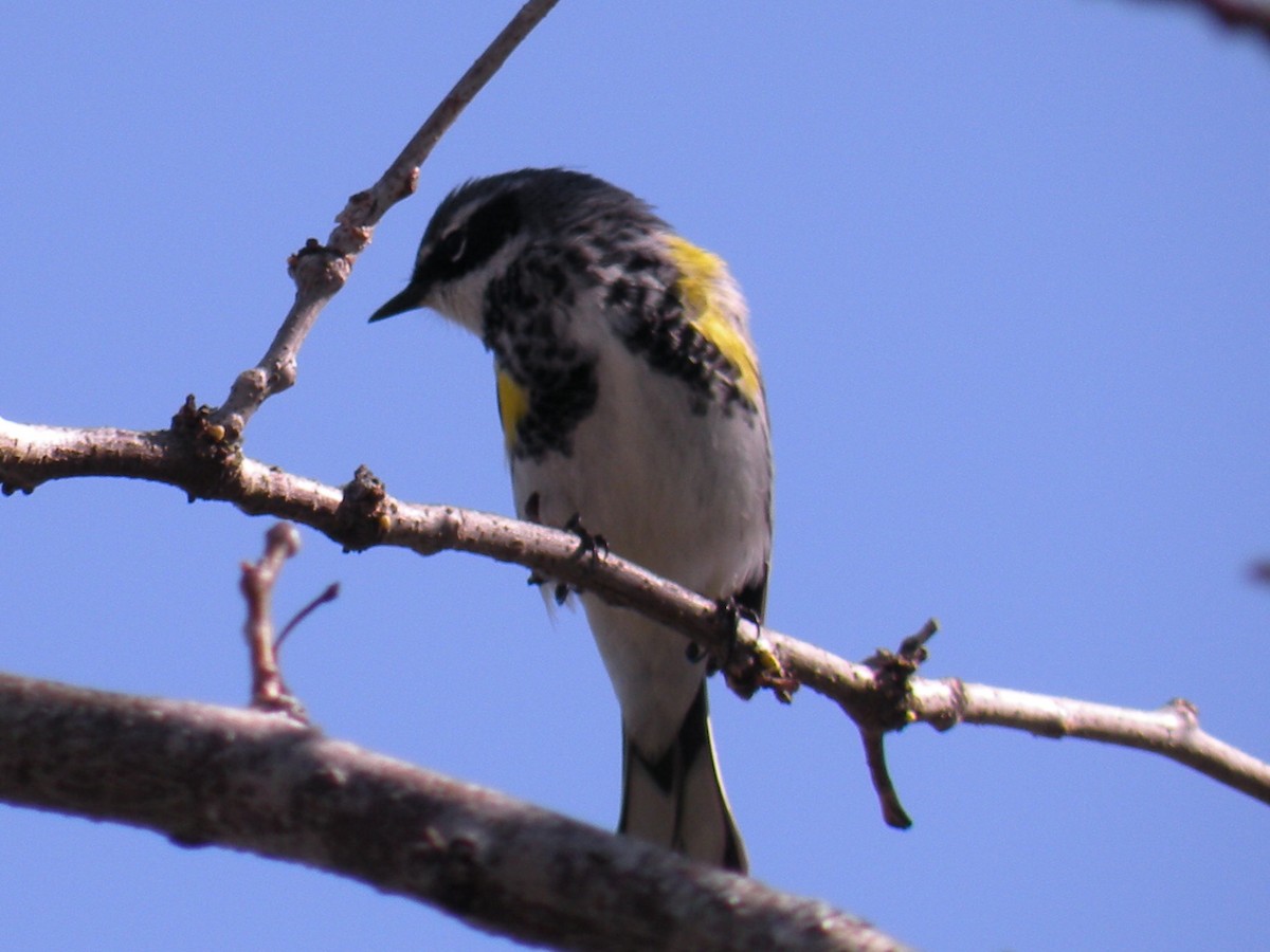 Yellow-rumped Warbler - ML618970470