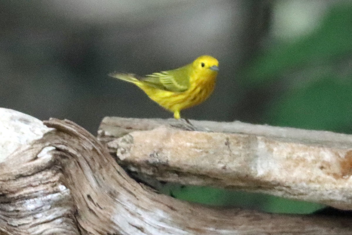 Yellow Warbler - Larry Van Buren