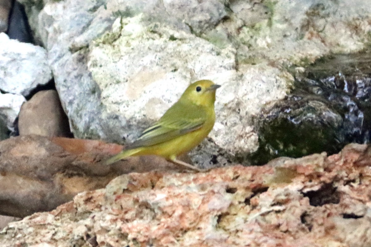 Yellow Warbler - ML618970477