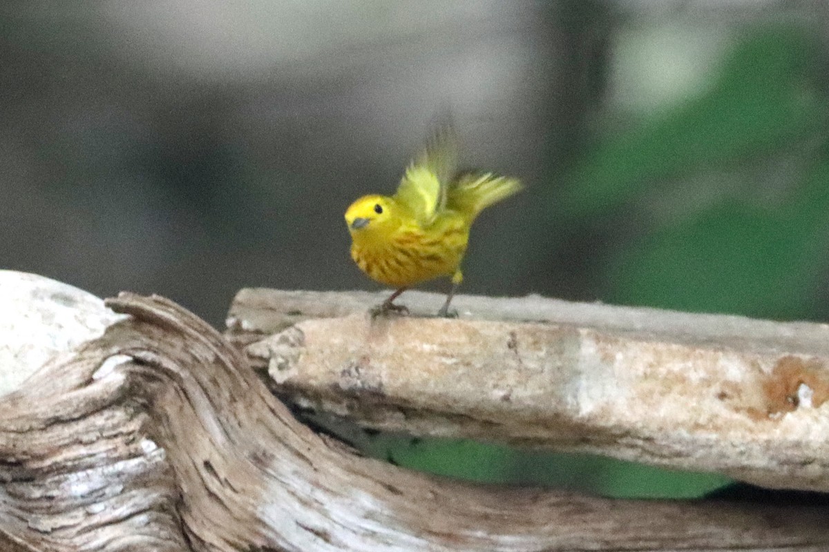 Yellow Warbler - Larry Van Buren