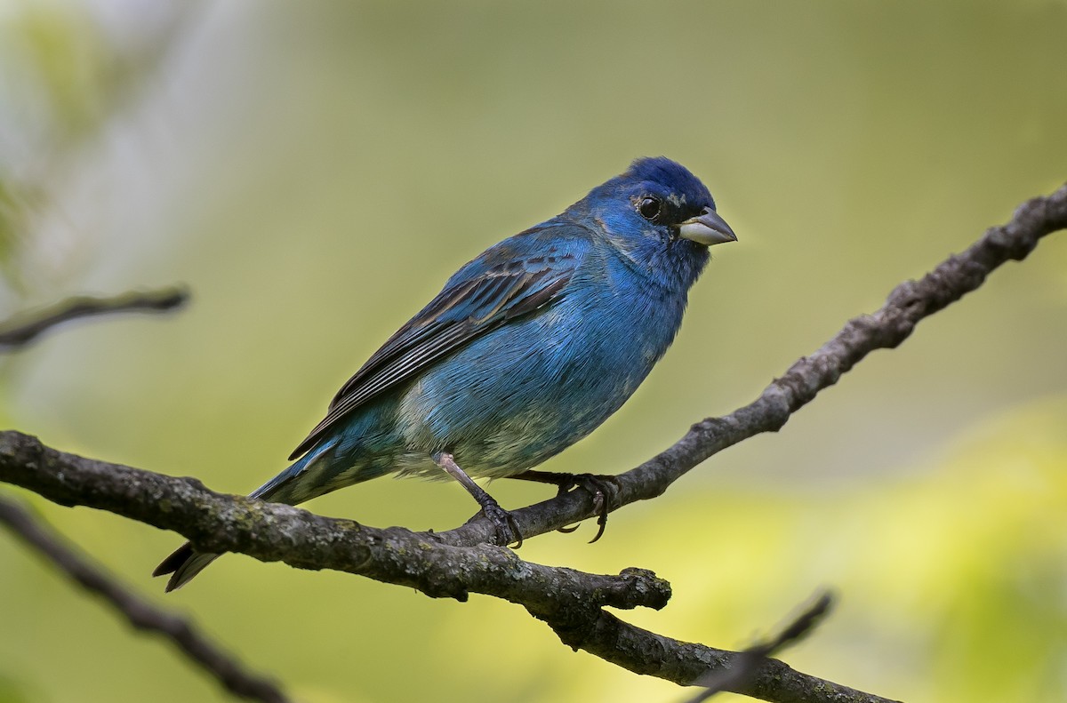 Indigo Bunting - John Plummer