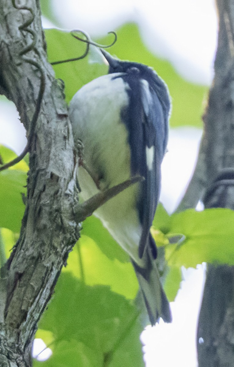 Black-throated Blue Warbler - ML618970495