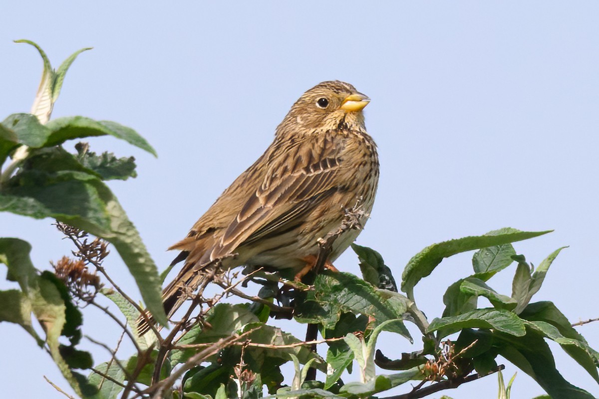 Corn Bunting - Alan Wilkinson