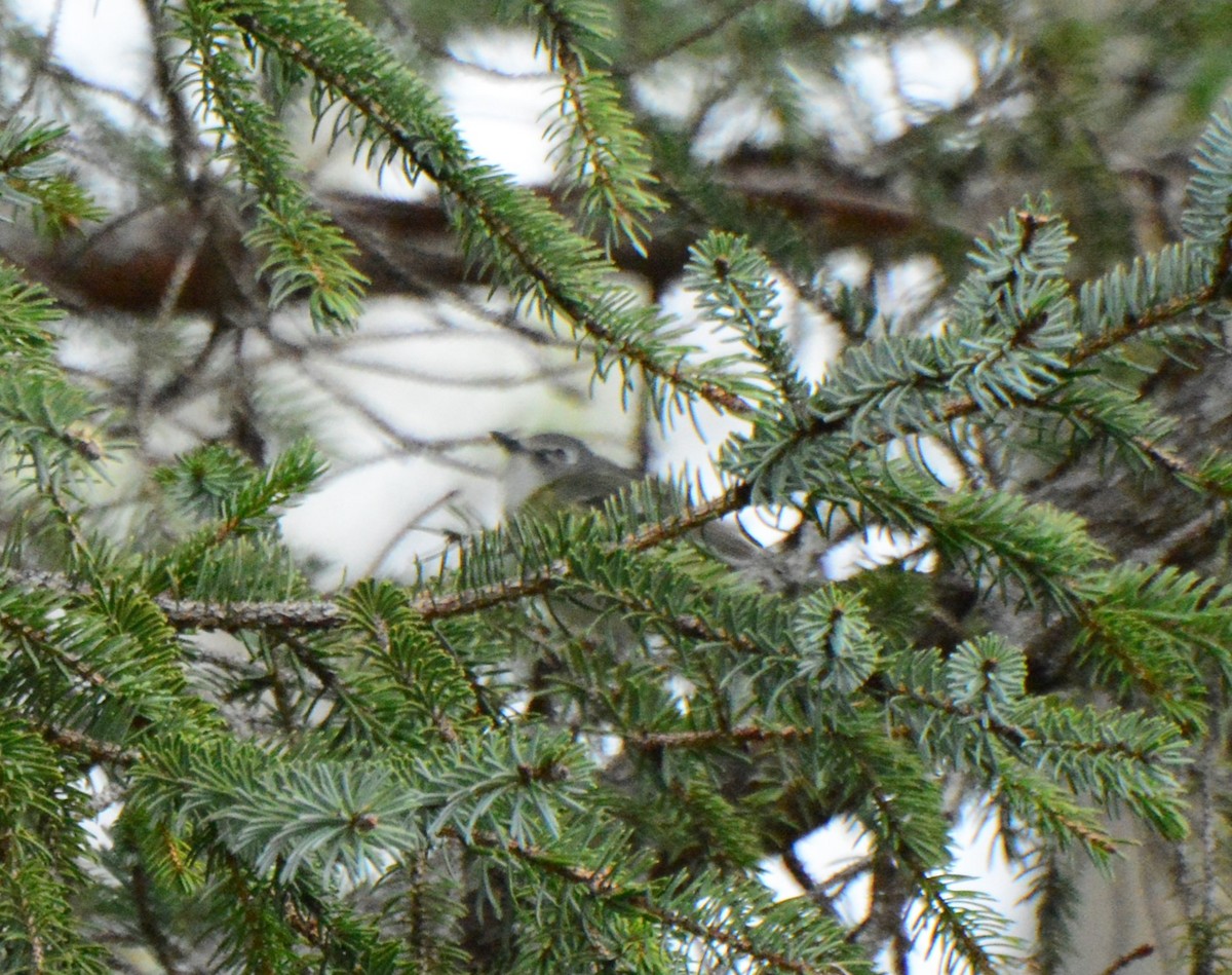 Cassin's Vireo - Nat Drumheller