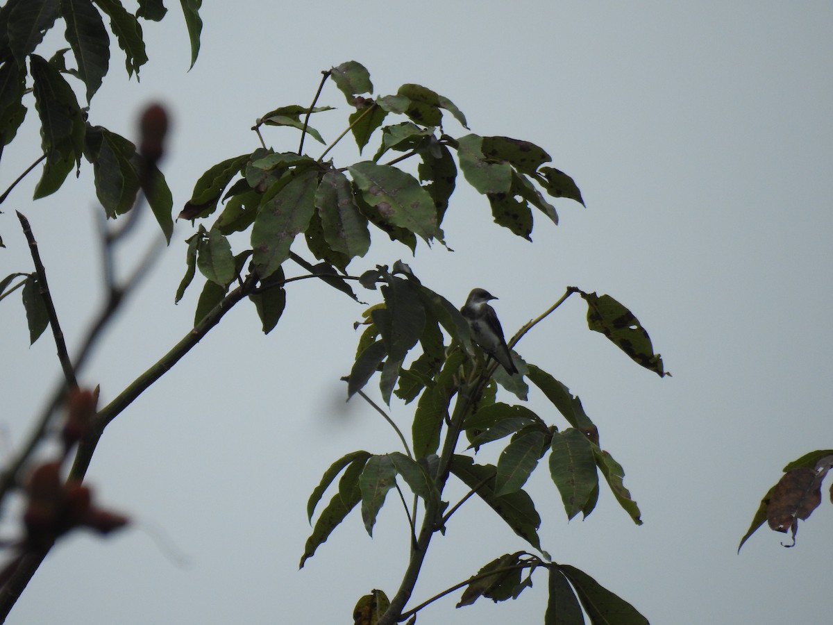 Brown-chested Martin - ML618970516