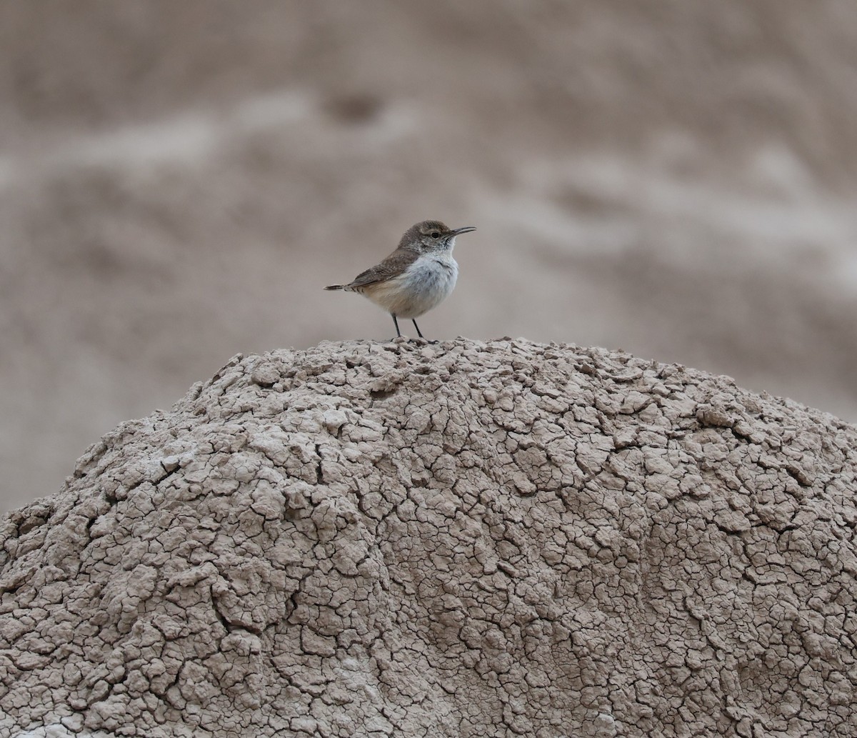 Rock Wren - Kendra David