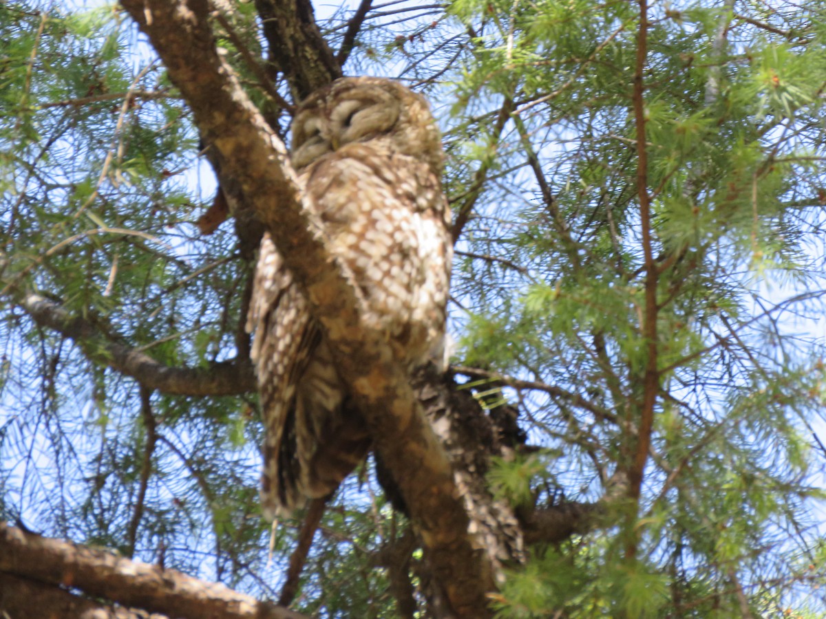 Spotted Owl - Harriet Marble