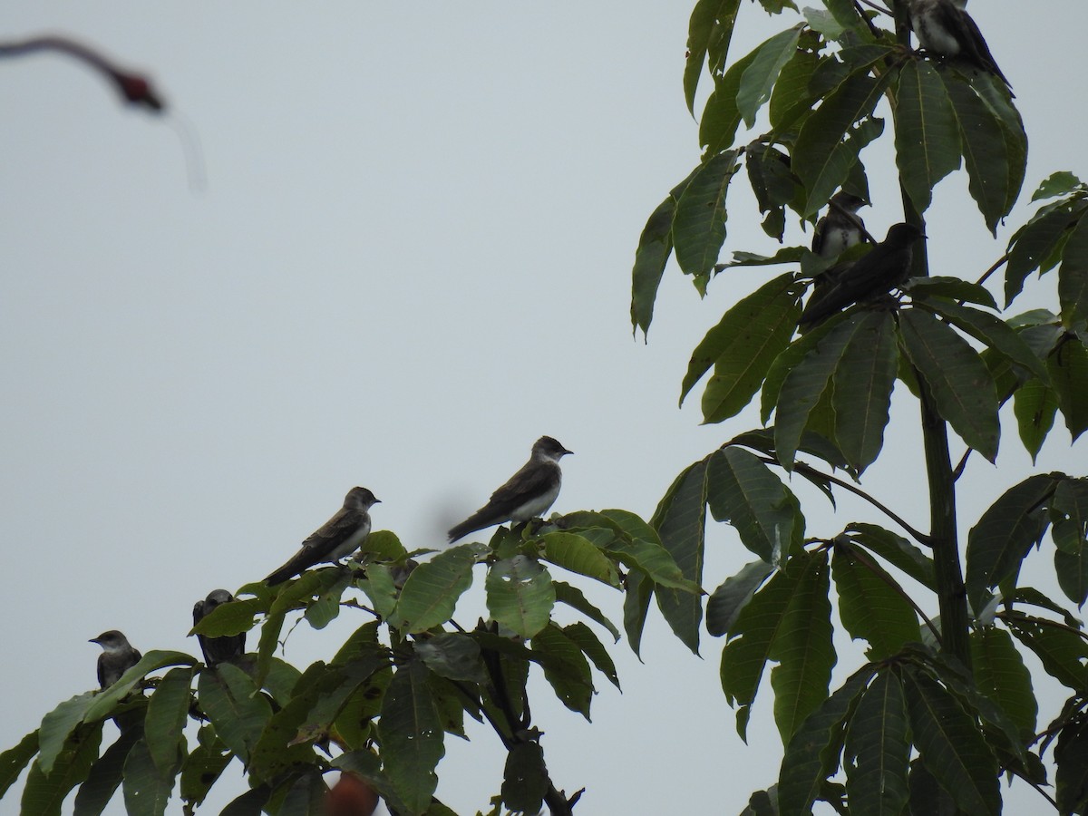 Brown-chested Martin - Martín Ríos Deaza