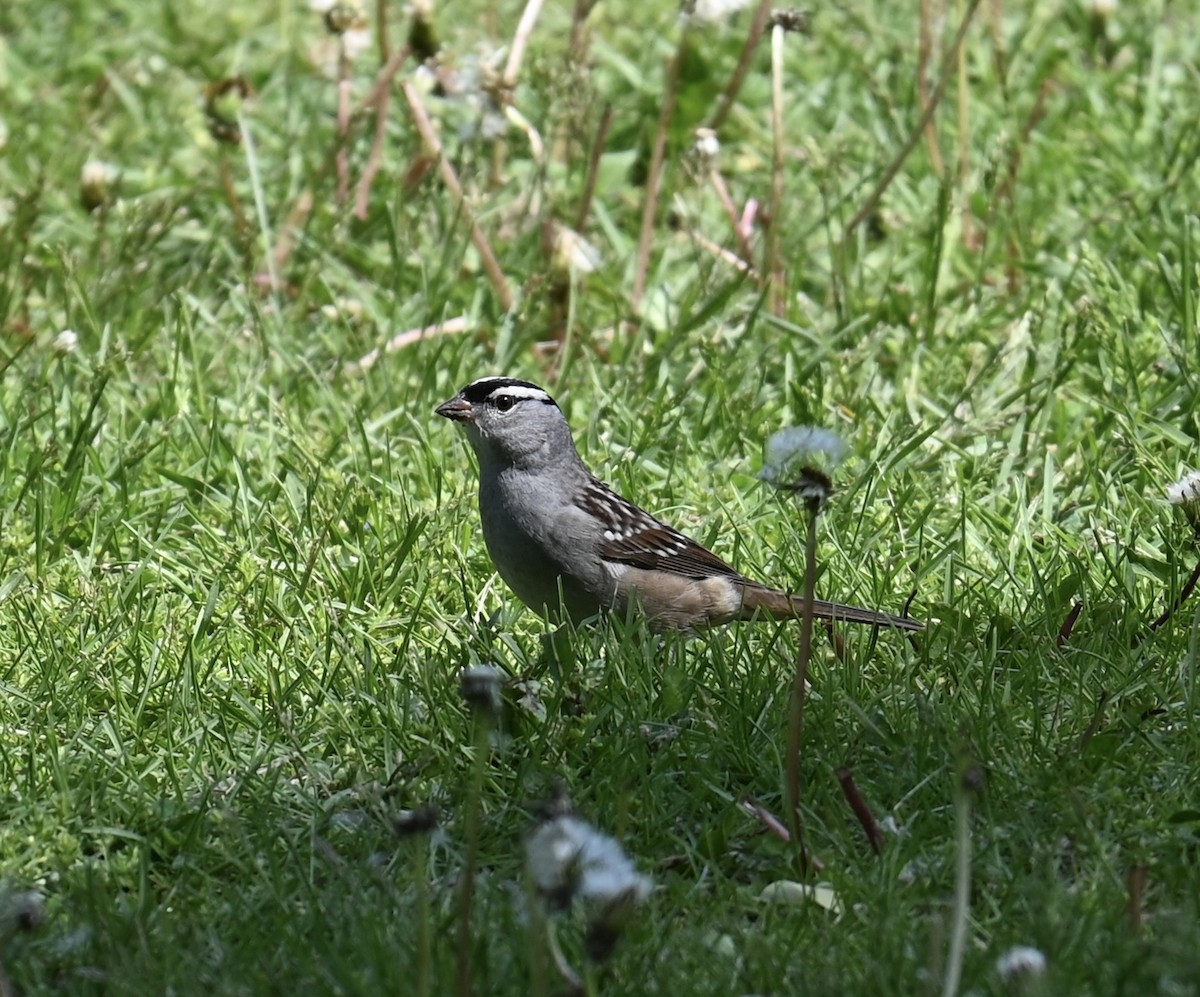 White-crowned Sparrow - Nate Spala