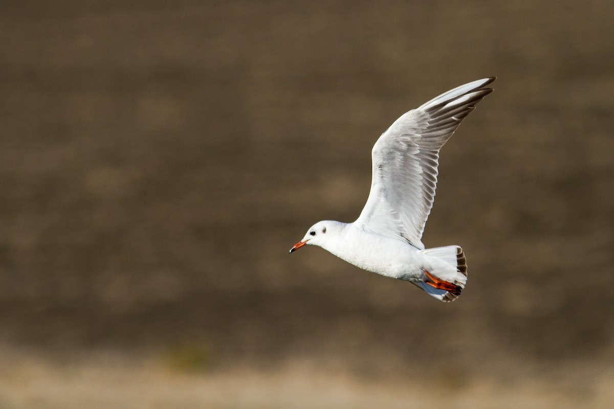 Mouette rieuse - ML618970552