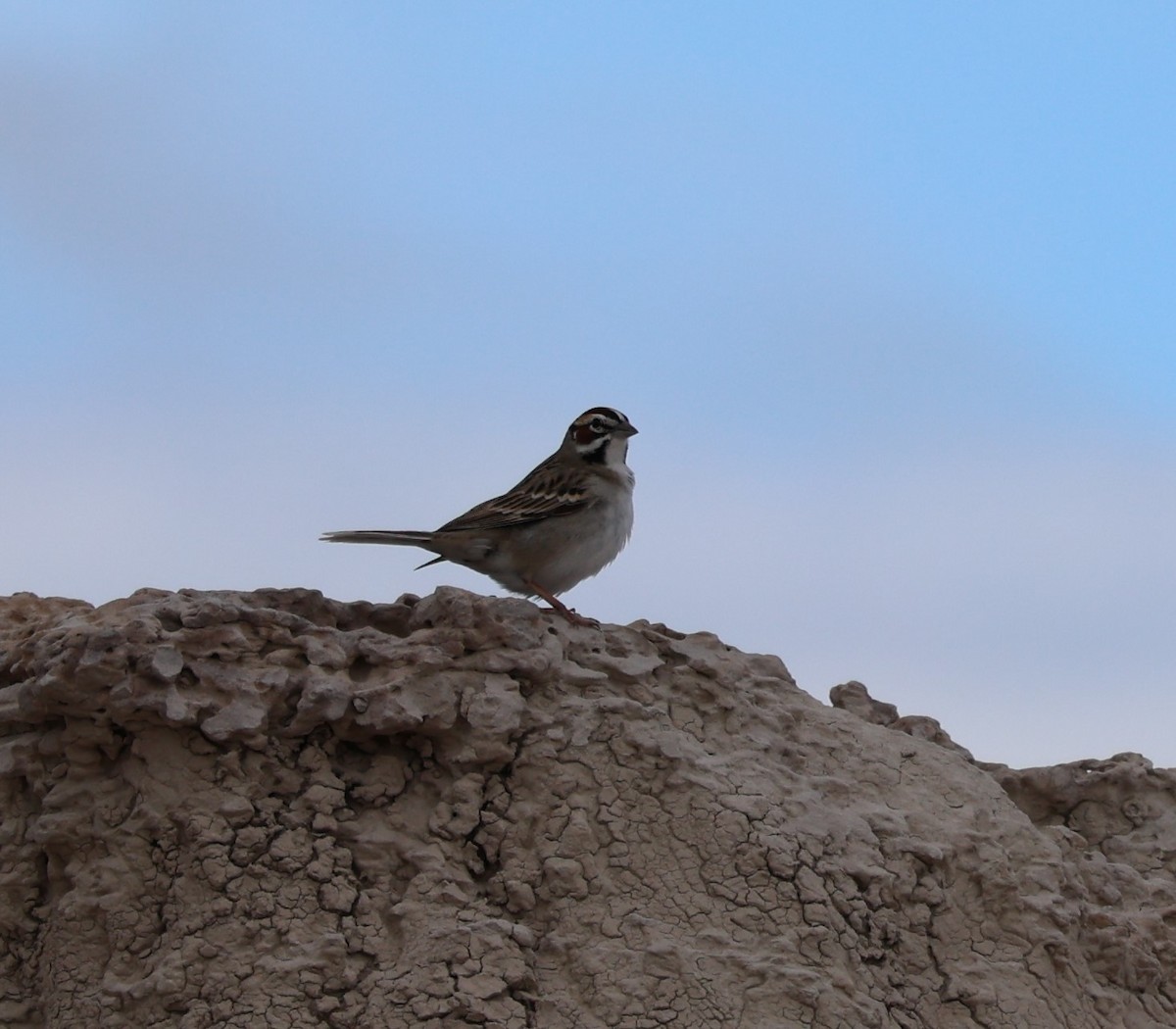 Lark Sparrow - Kendra David