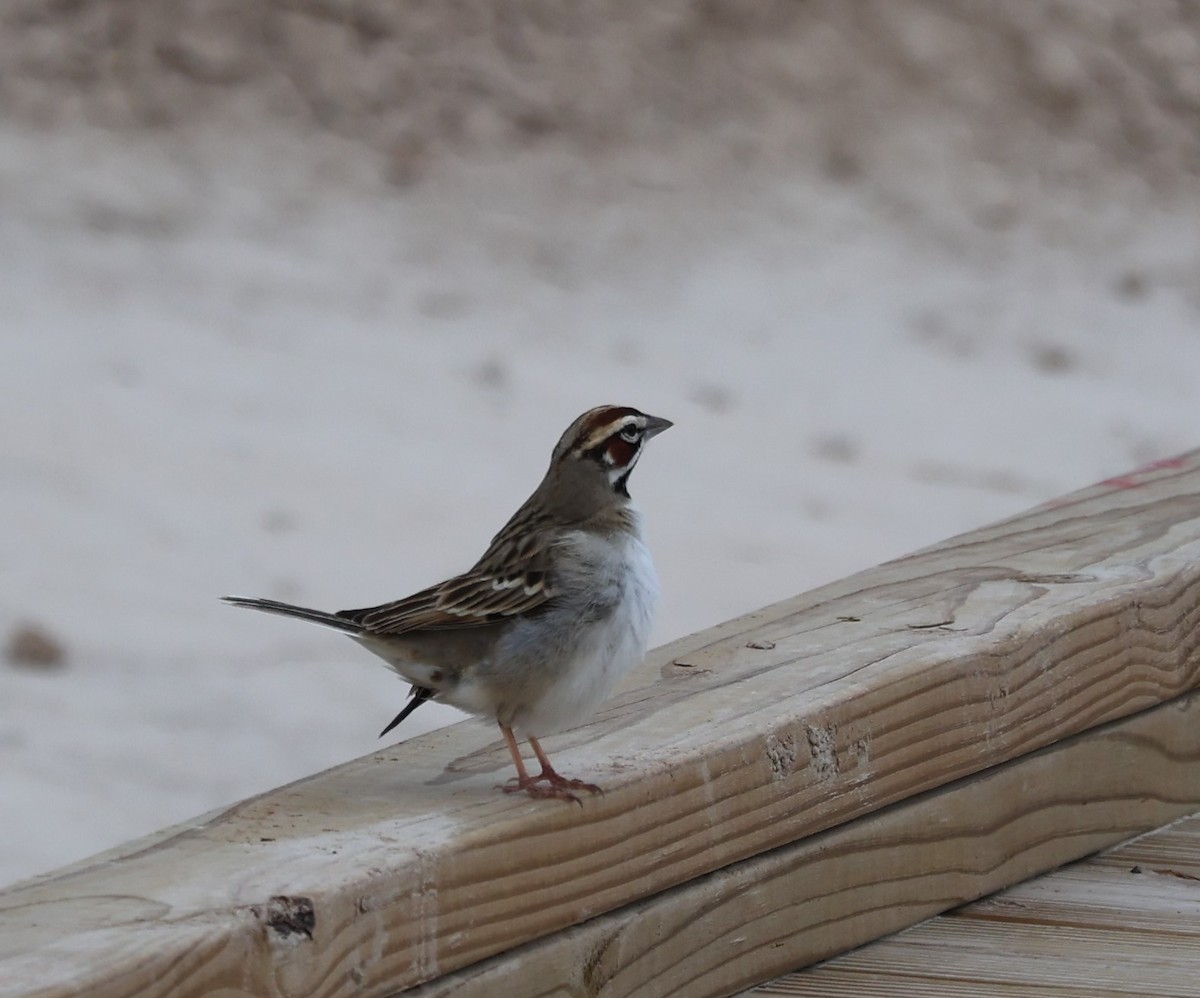 Lark Sparrow - Kendra David