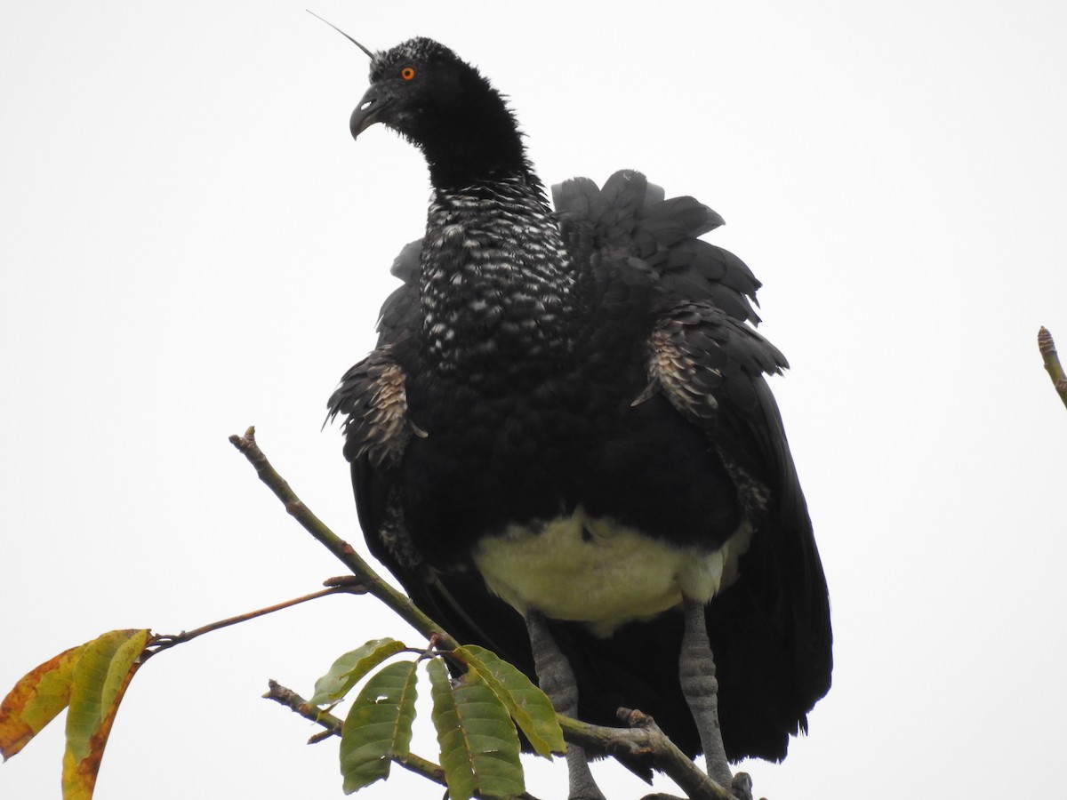 Horned Screamer - Martín Ríos Deaza