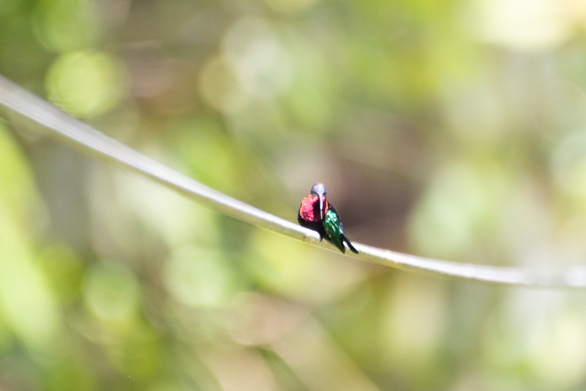 Purple-throated Carib - Tony Byrne