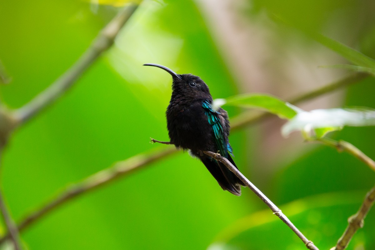 kolibřík nachovohrdlý - ML618970625