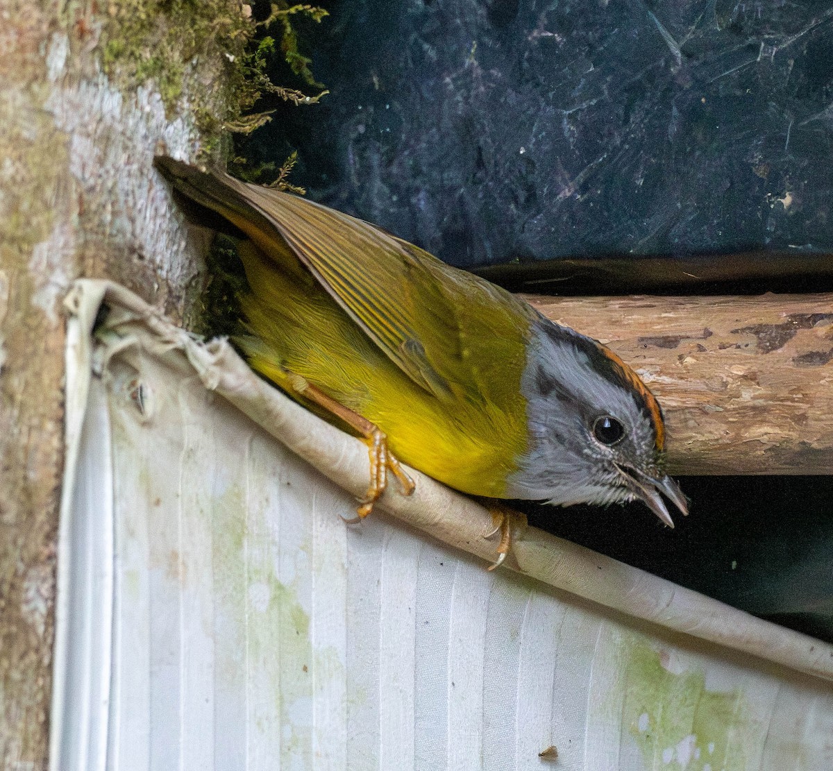 Russet-crowned Warbler - Richard Thunen