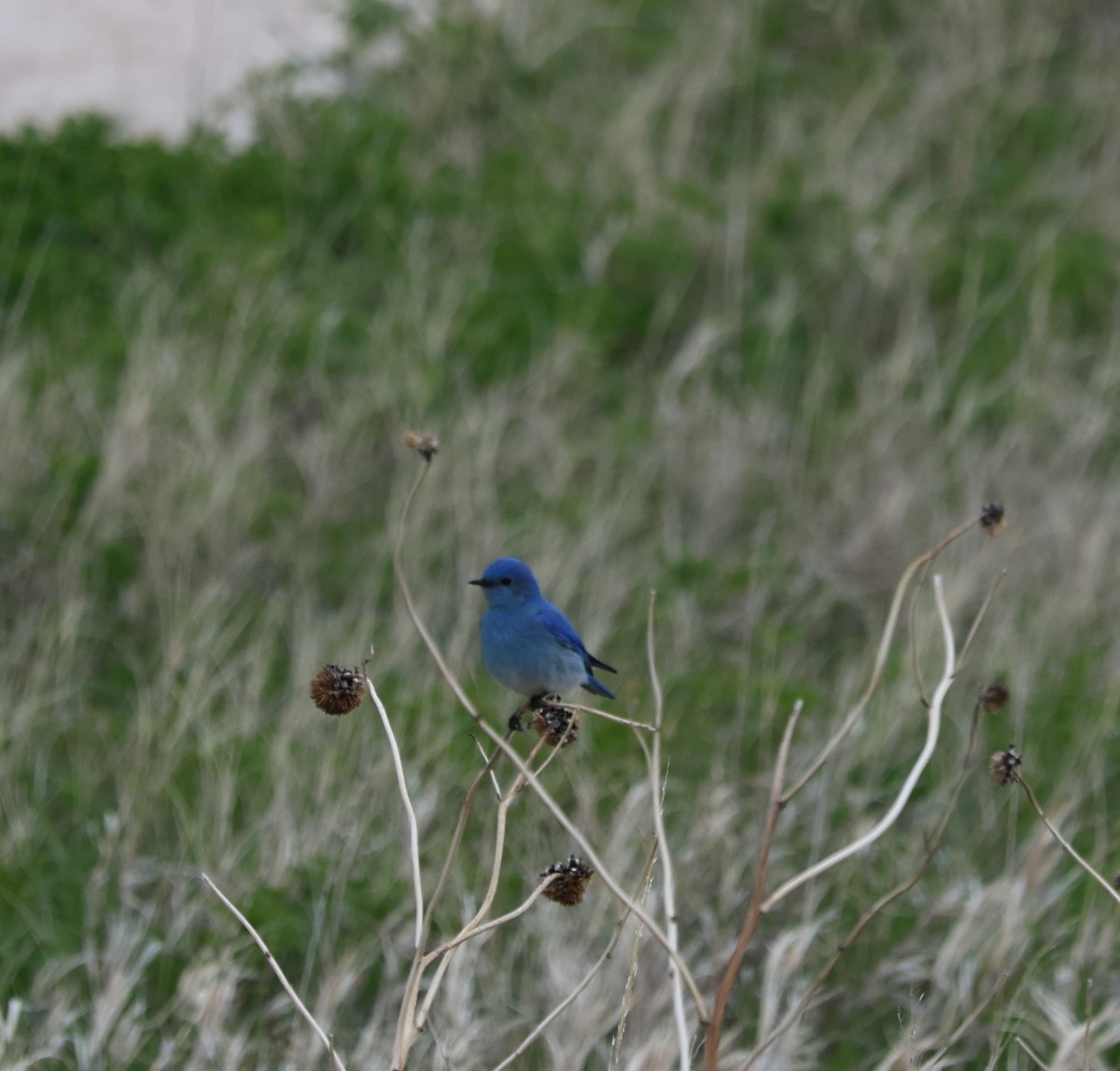 Mountain Bluebird - Kendra David