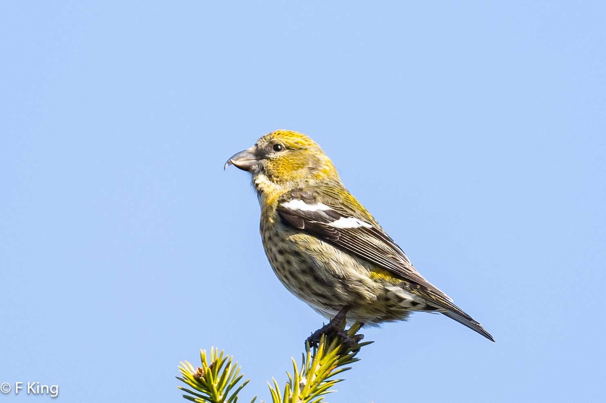 White-winged Crossbill - Frank King