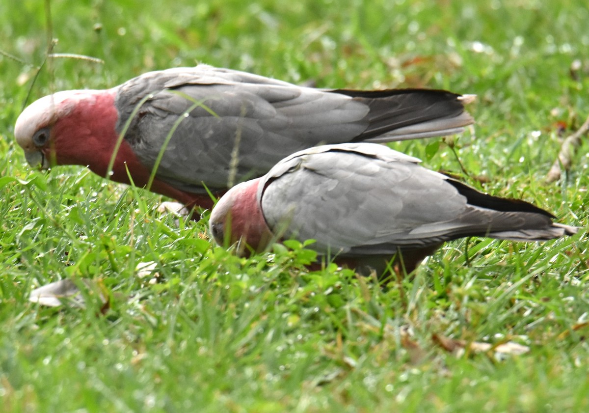 Galah - Mark Tarnawski