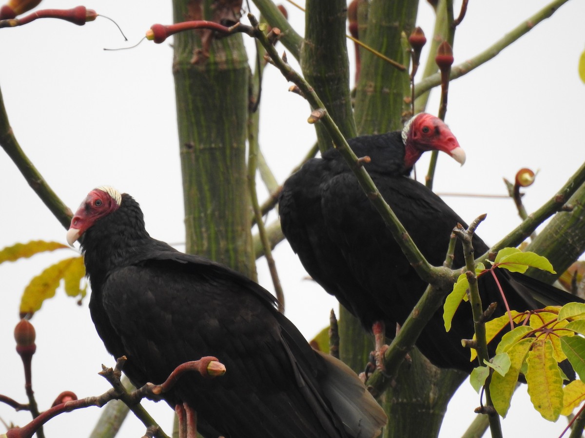 Turkey Vulture - ML618970668