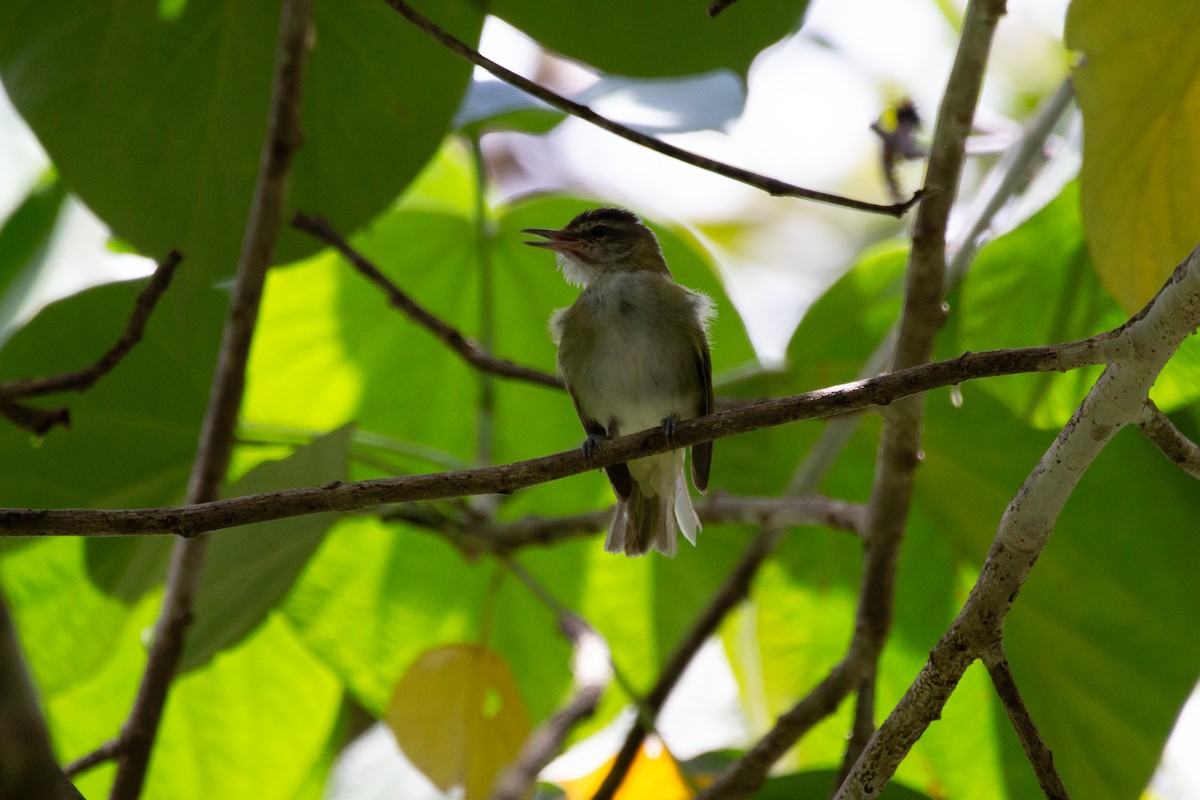 Black-whiskered Vireo - ML618970672