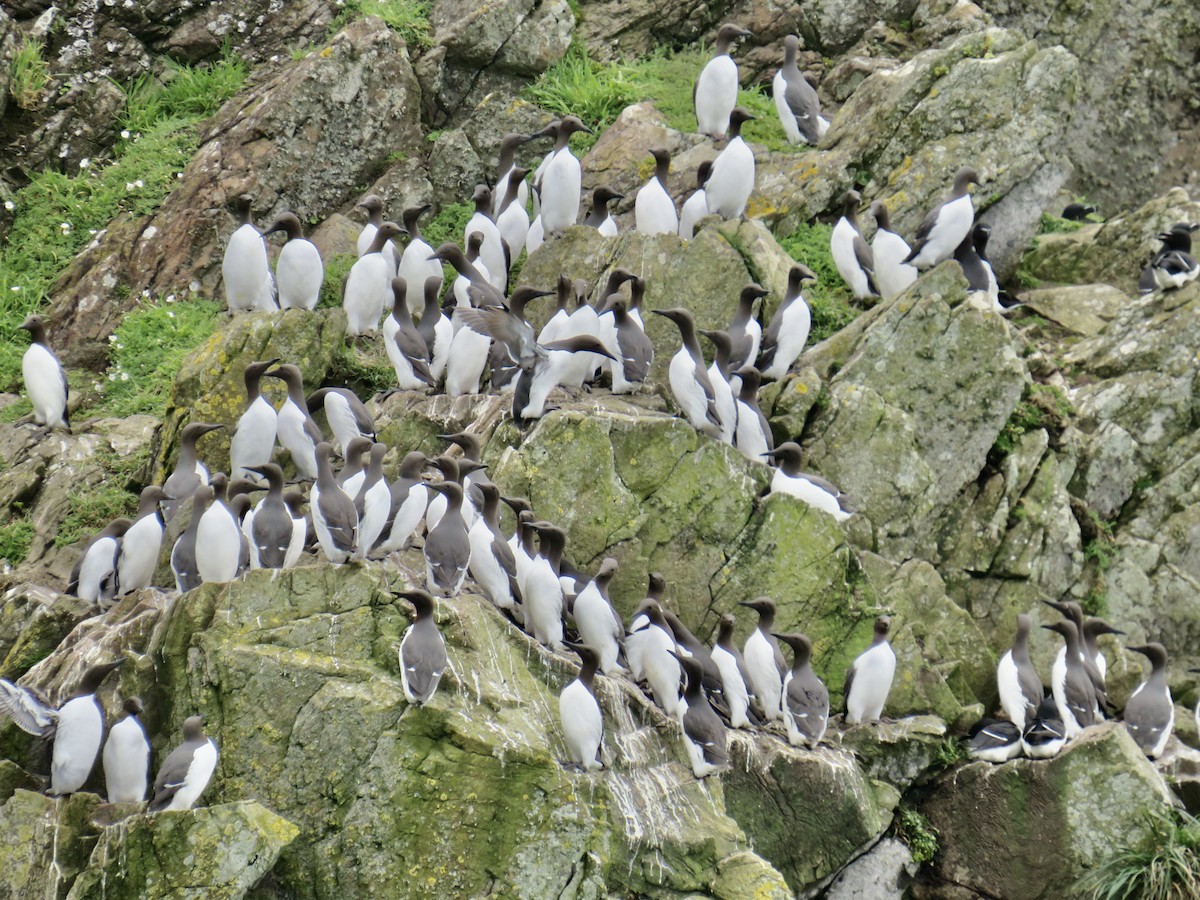 Common Murre - Sally Bergquist