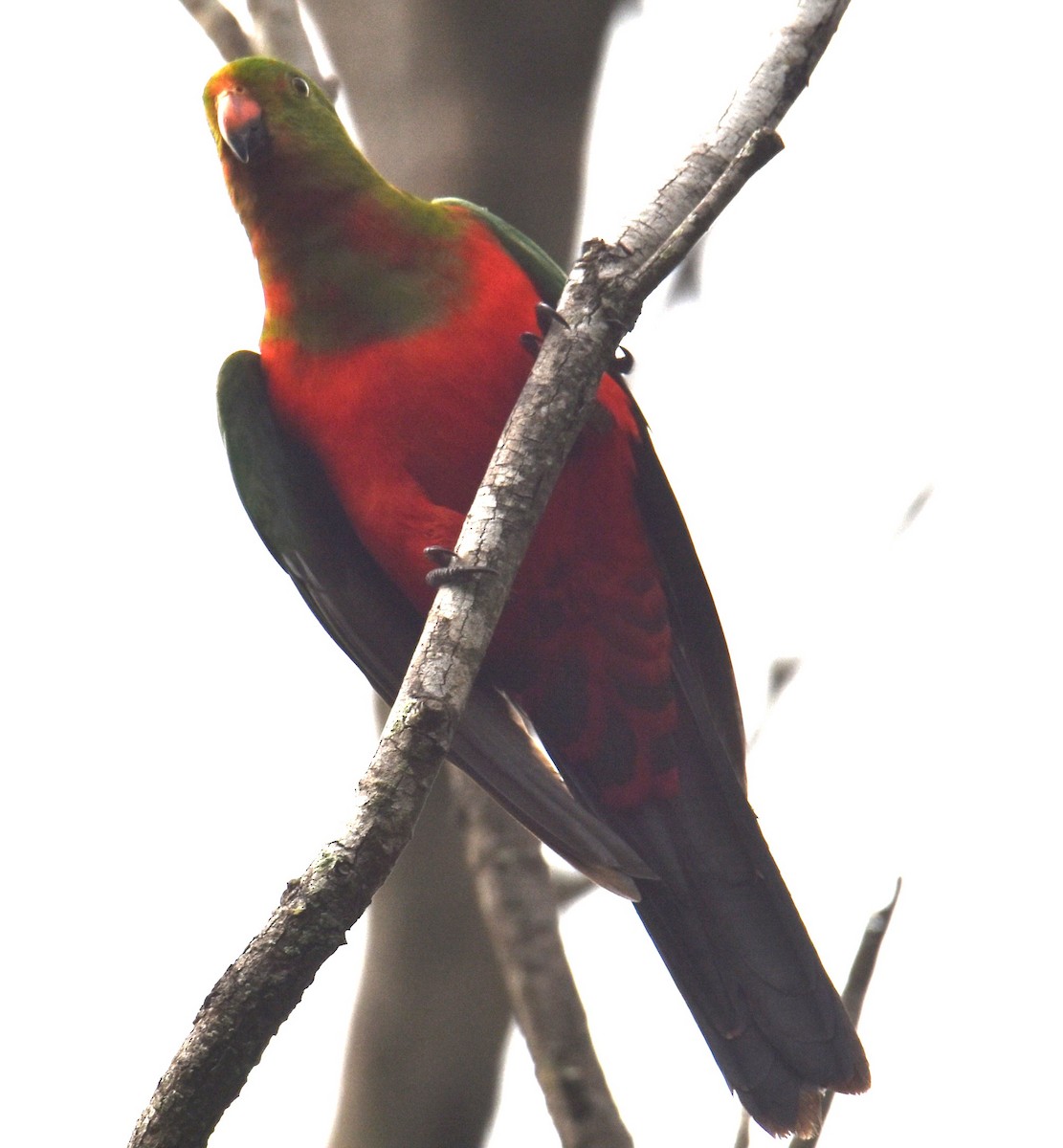 Australian King-Parrot - Mark Tarnawski
