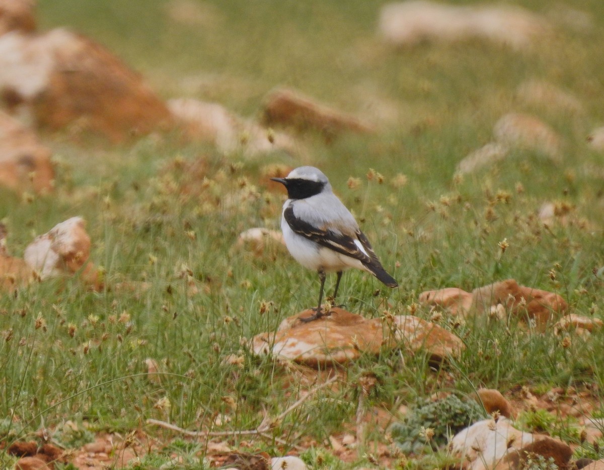 Atlas Wheatear - Marta Cuesta Fernández