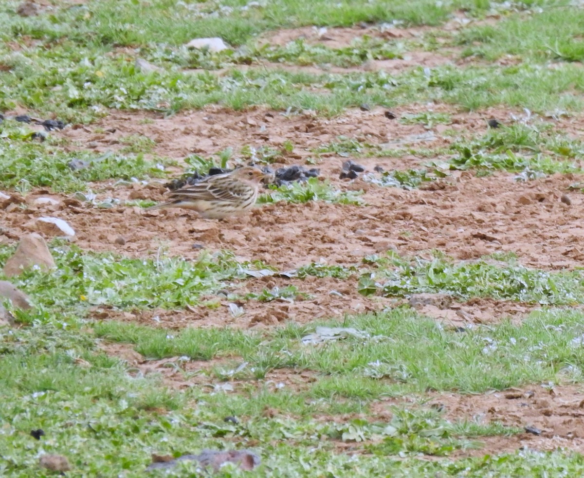 Pipit à gorge rousse - ML618970754