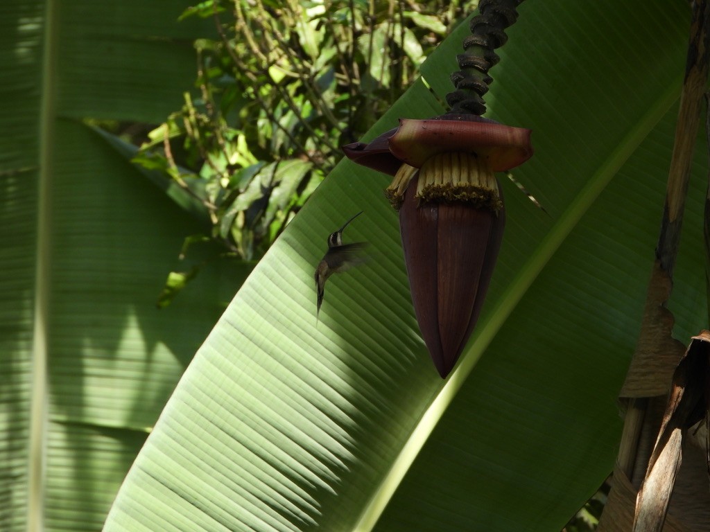 Pale-bellied Hermit - ML618970755