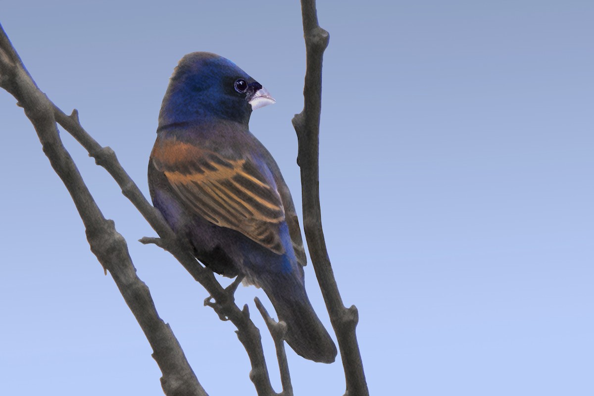 Blue Grosbeak - Dale Bargmann