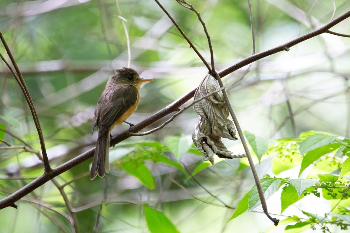 Lesser Antillean Pewee (St. Lucia) - Tony Byrne