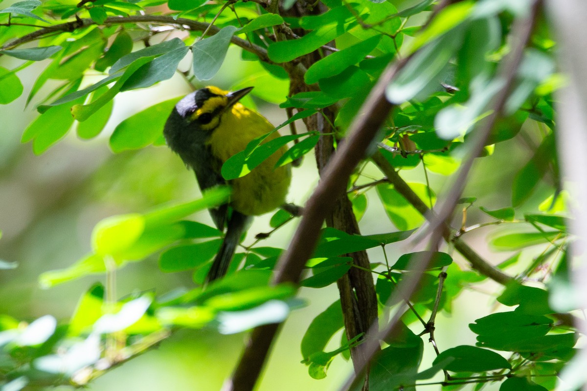 St. Lucia Warbler - Tony Byrne