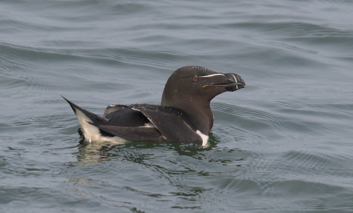 Razorbill - Hugo Schweke