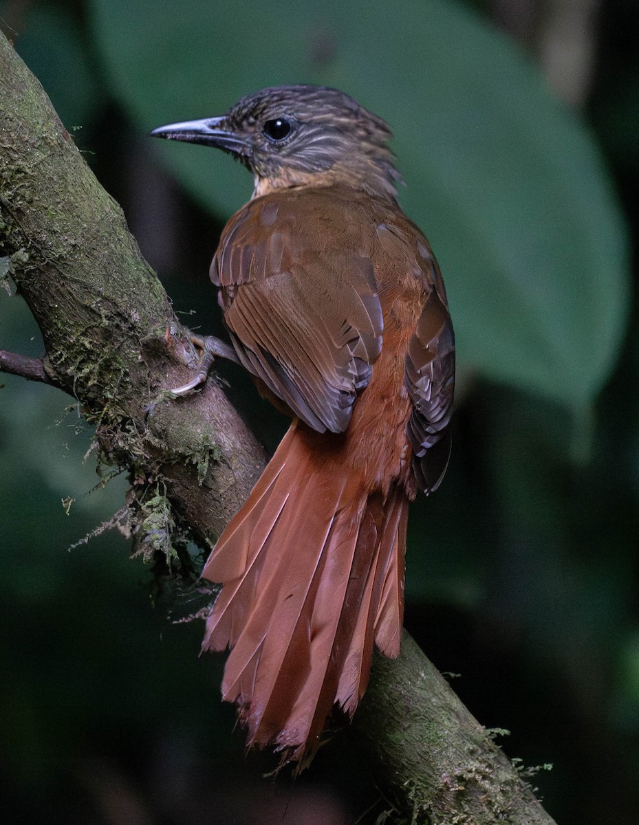 Streak-capped Treehunter - Richard Thunen