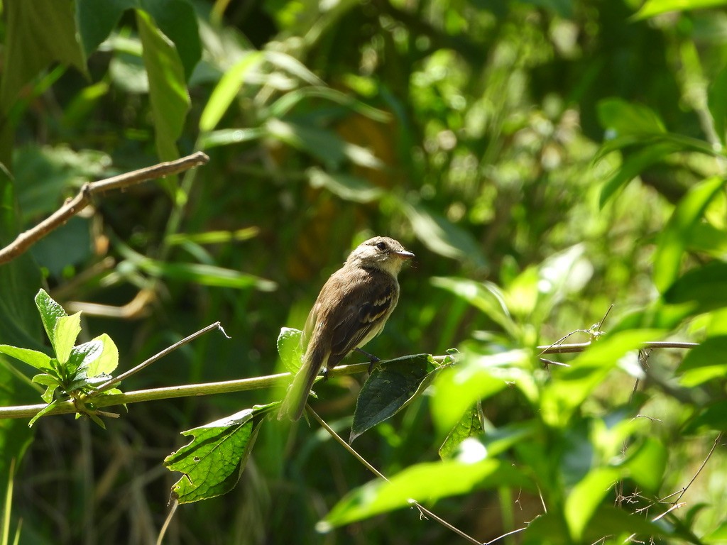 Bran-colored Flycatcher - Danilo Góngora